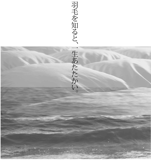 羽毛を知ると、一生あたたかい